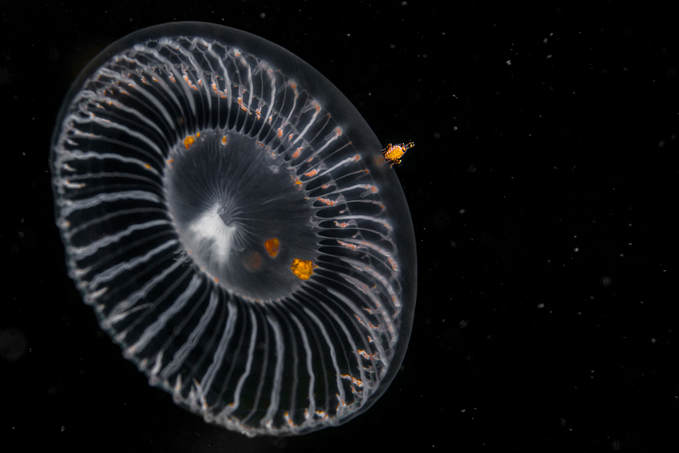 adrian-collier-alien-encounter-jellyfish-cove-2-seattle.jpg