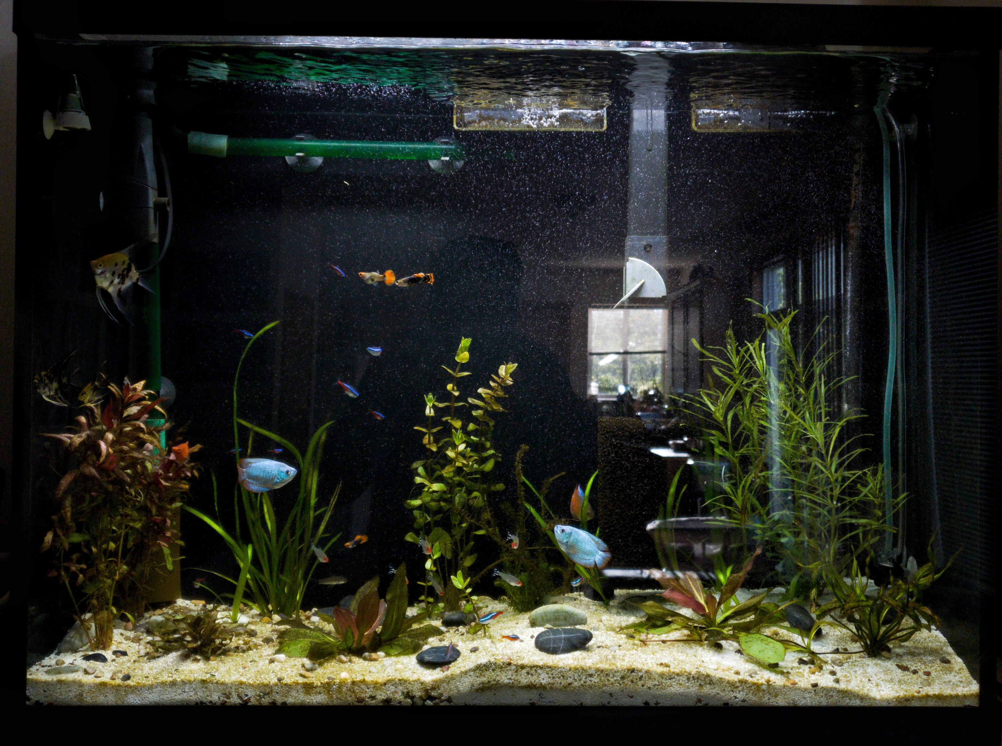 adrian-collier-aquarium-190505-03.jpeg