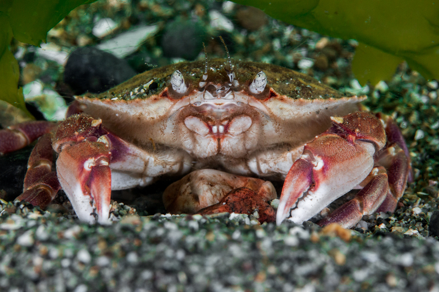 adrian-collier-crab-buck-teeth-redondo-beach-seattle-wa-140620.jpg
