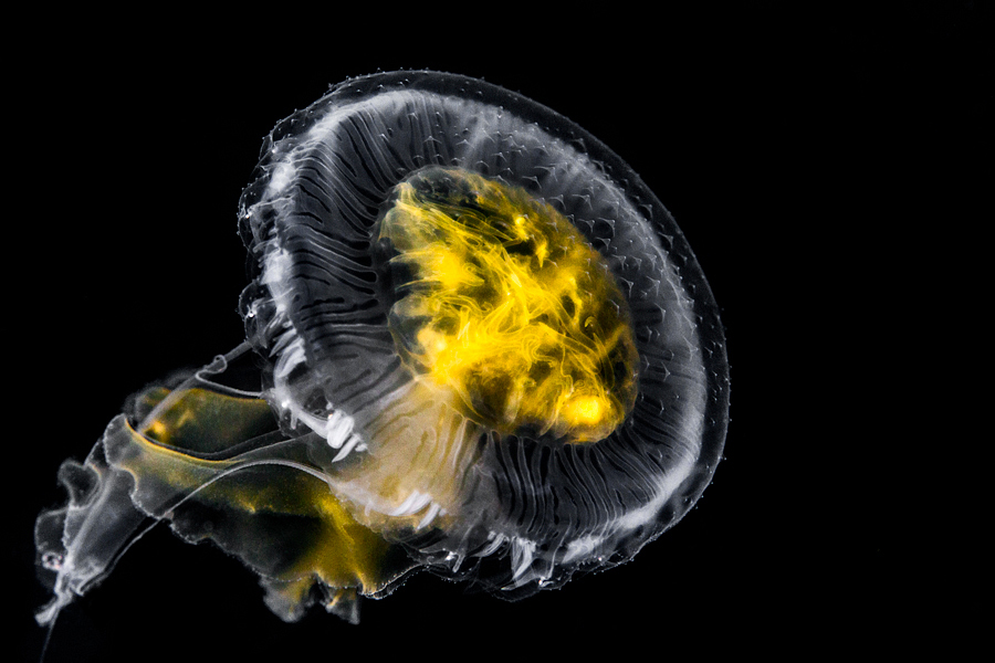 adrian-collier-egg-yolk-jellyfish-cove-2-seattle-140606.jpg