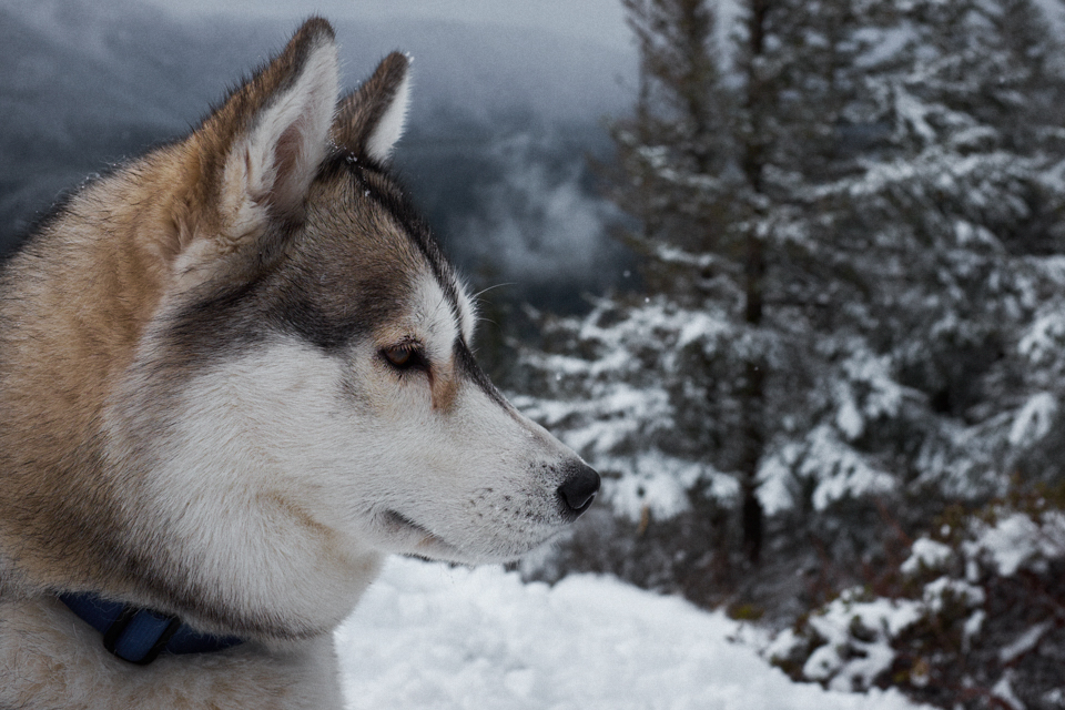 adrian-collier-fin-the-siberian-husky-170226.png