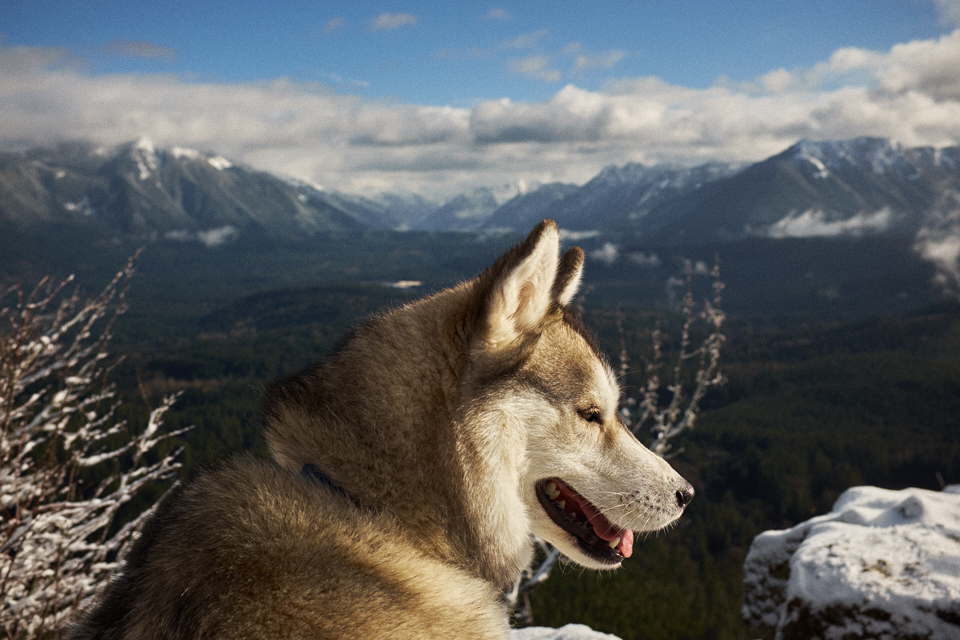 adrian-collier-fin-the-siberian-husky-170306.png