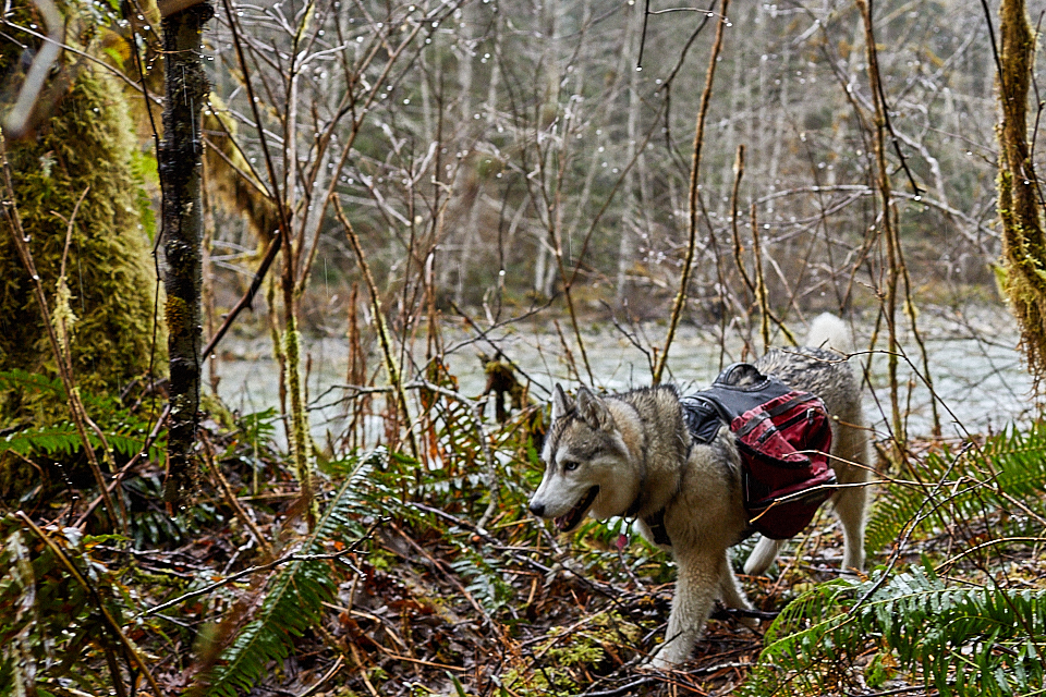 adrian-collier-fin-the-siberian-husky-molly-gaebler-middle-fork-snoqualmie-river-01-170403.png