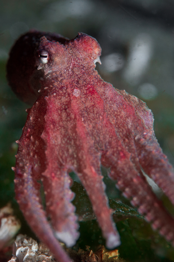 adrian-collier-octopus-missing-tentacles-redondo-beach-seattle-wa-140620.jpg