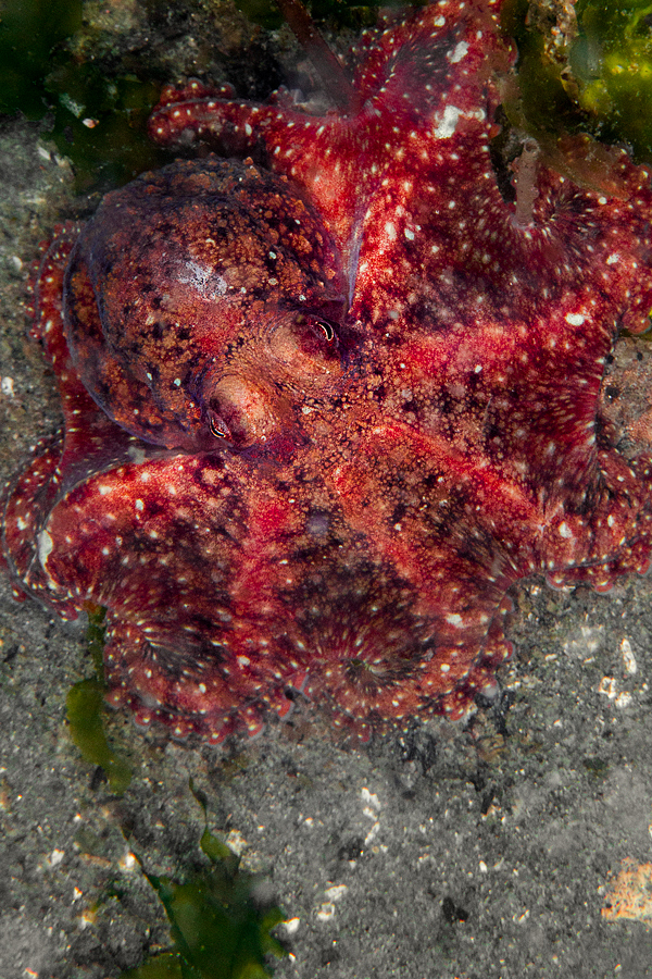 adrian-collier-octopus-redondo-beach-seattle-140701.jpg