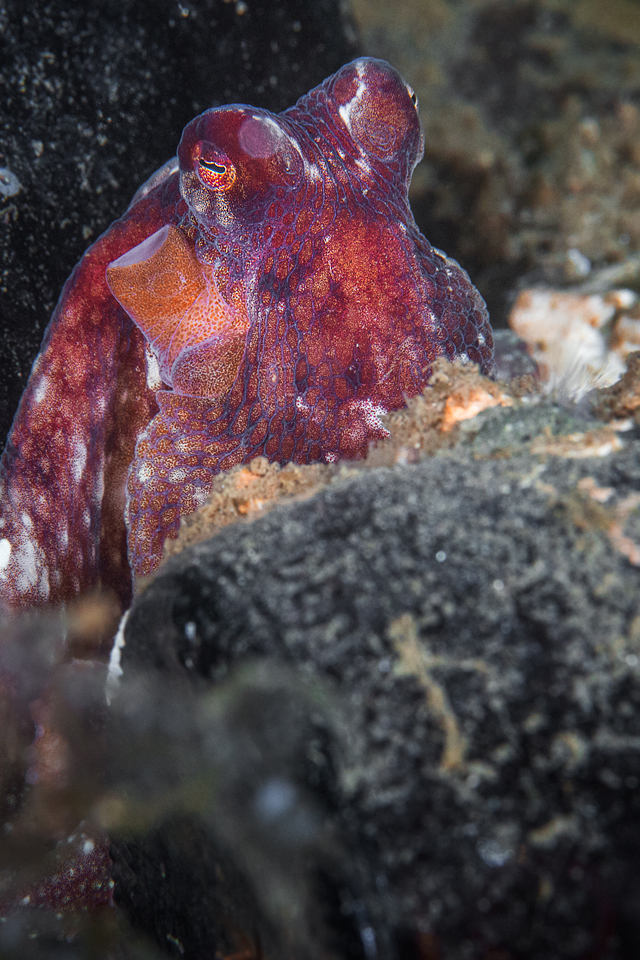 adrian-collier-scuba-octopus-redondo-beach-wa-5666-20140730-02.jpg