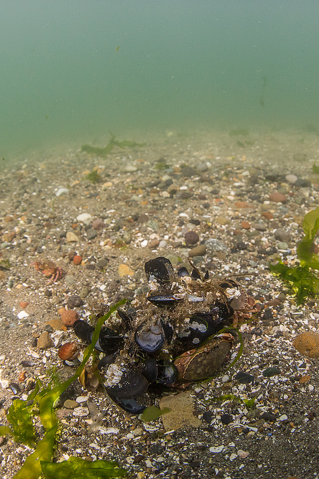 adrian-collier-scuba-redondo-beach-wa-crabs-140725.jpg