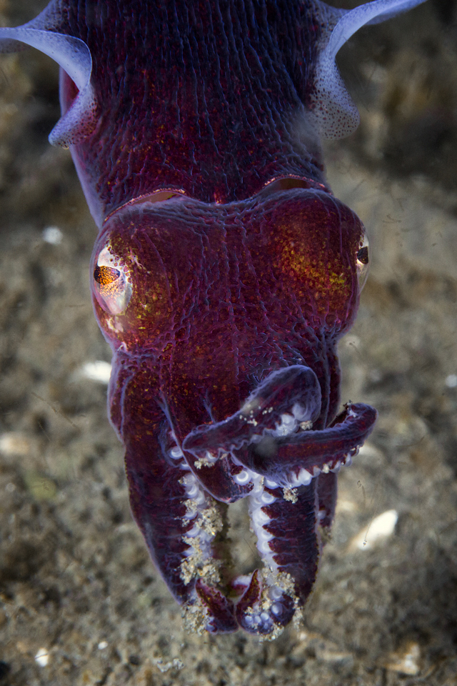 adrian-collier-stubby-squid-cove-2-seattle-140610.jpg